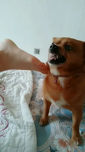 主人把臭脚丫给狗闻,狗狗闻后变成这样子,主人表示不敢再作