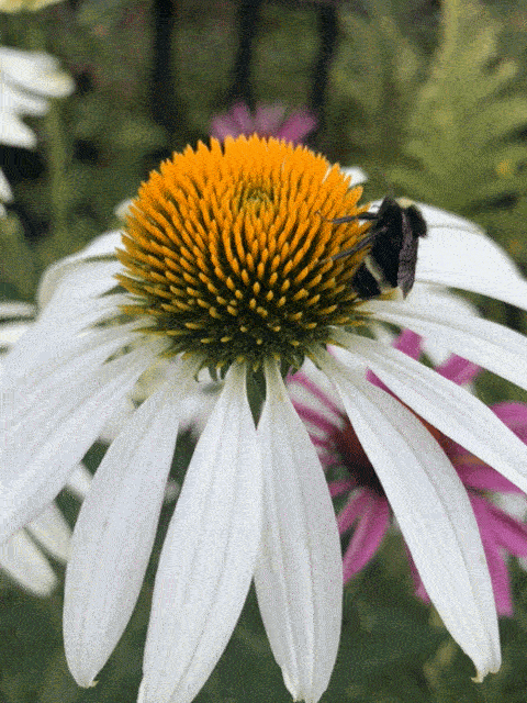 勤劳的小蜜蜂路遇撒娇大肥橘03海滩与烟花盛景温村的美,不那么惊世骇