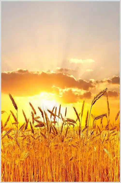 黄金色麦穗麦田高清摄影图