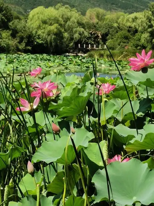 荷花与睡莲:伴随着人们度过炎热的夏天 - 美篇