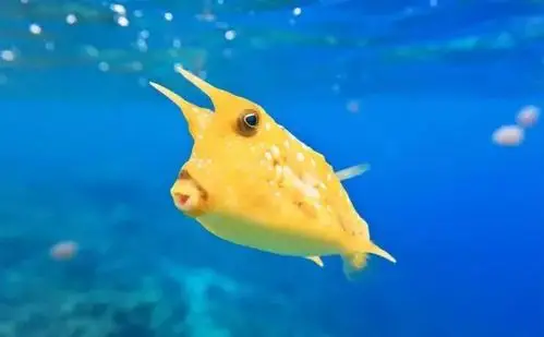 鼠鱼爱穿波点裙牛鱼脾气不好惹