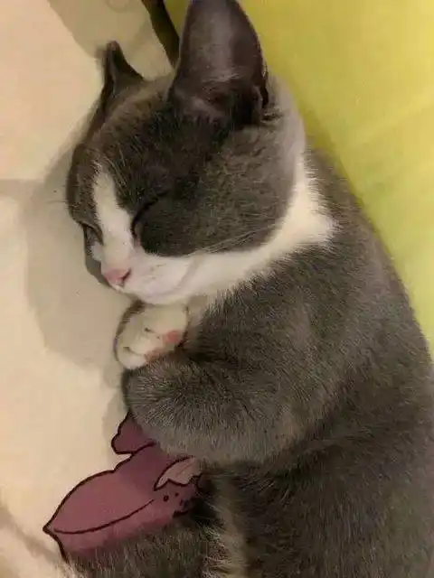 网友家的猫睡觉时,竟喜欢两爪抱在胸口,这模样简直要萌死人
