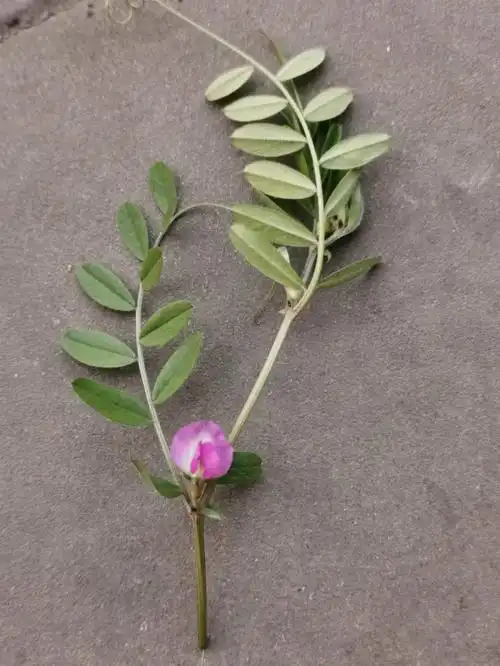 野豌豆也是豌豆