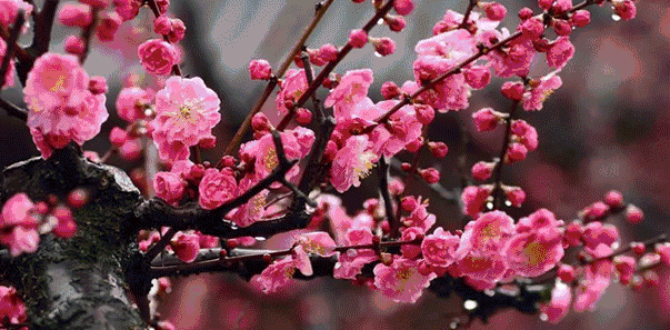 冬梅傲骨春梅飘香榆次小五台梅花节邀你一起赏梅踏春游玩滑草