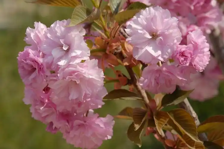 春天的花朵15-八重紫樱