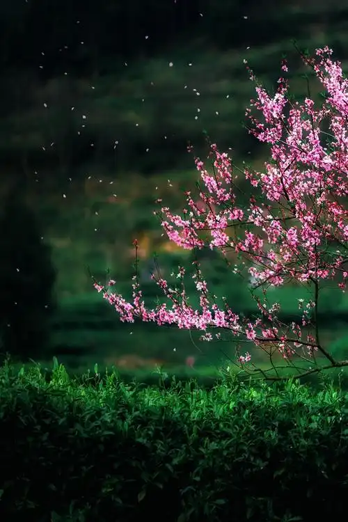 那一天桃花纷飞