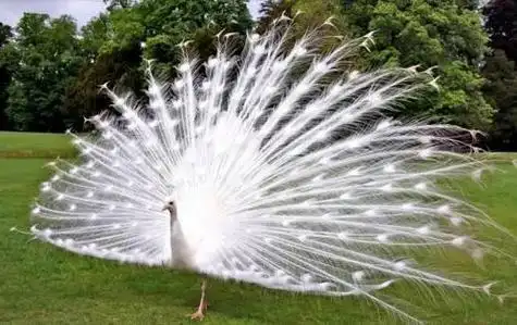 世界上最漂亮的30种动物世界上最漂亮的动物有哪些