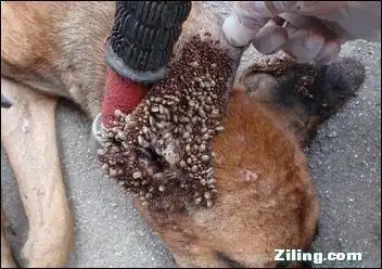 令人头皮发麻蜱虫图片集! [10p]慎入,恶心