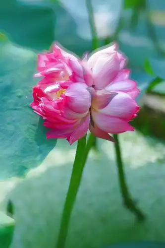 又是一年荷花秀,并蒂相连两相守;花中君子美当头,今夏让君拍个够!
