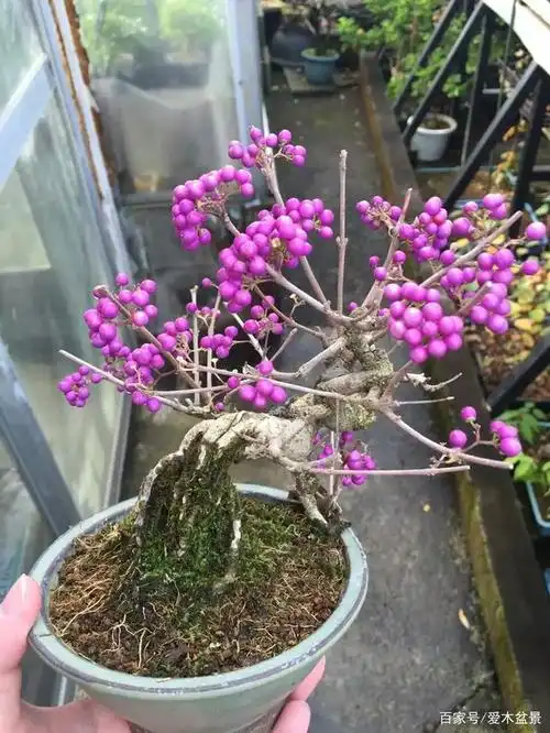爱木盆景i 非常少见的果实颜色——紫珠