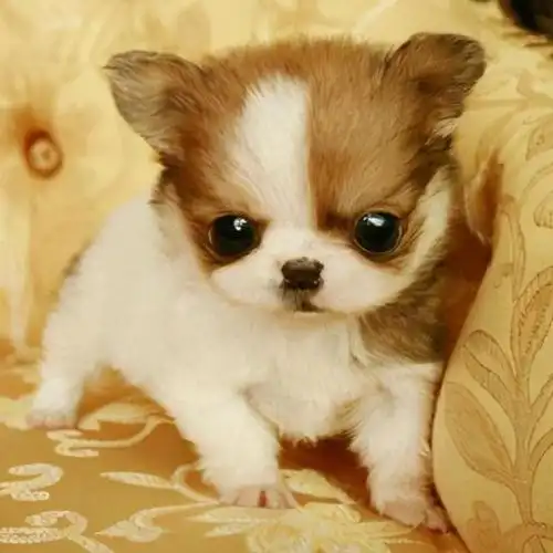 名犬图片大全 72种名犬小犬图片