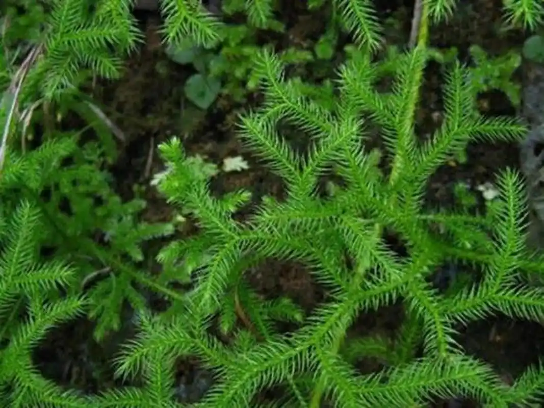 为石松科植物石松的干燥全草.