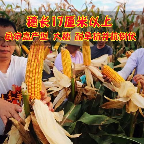 郑单958玉米种子 饲料矮大棒种籽高产抗倒伏耐旱抗并大田玉米种子