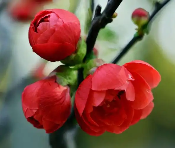 海棠花象征着美丽,但更是有离愁和苦恋的含义,所以海棠花也许不该在