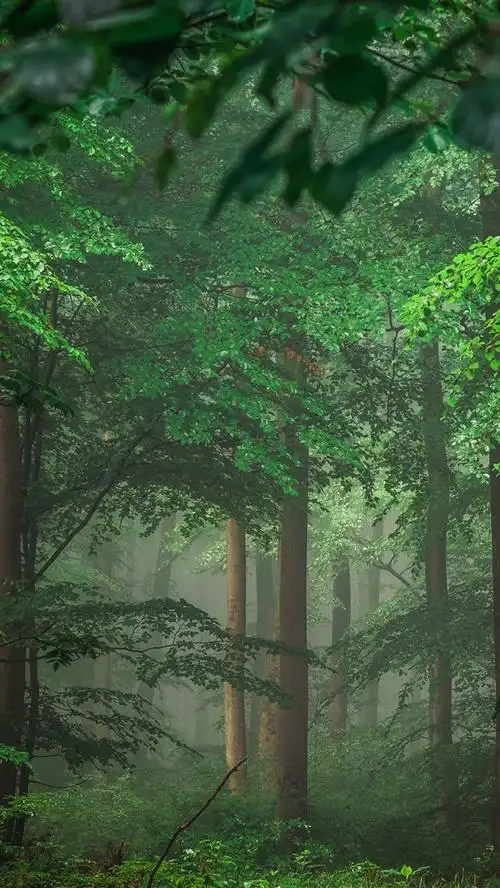 德国,树木,森林,绿叶,雾 iphone 壁纸