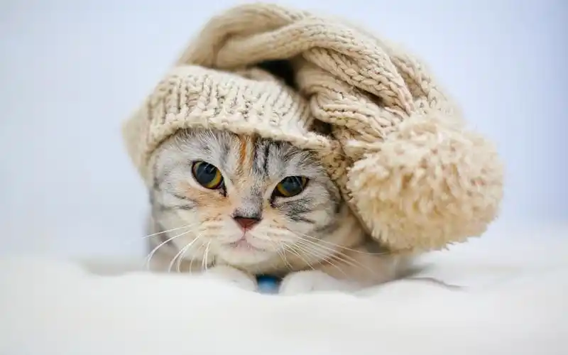 可爱喵星人搞怪百变造型桌面壁纸