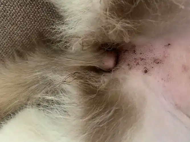 【讨论】狗子肚皮上的小黑点(有图)有后续啦