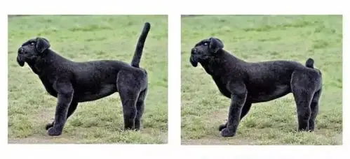 那些没有尾巴的狗狗,到底经历了什么?