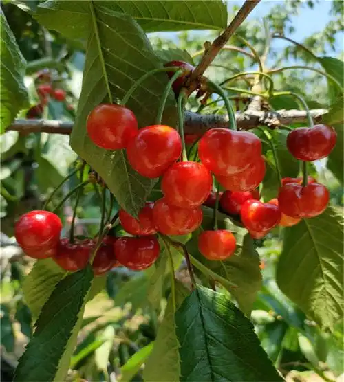 一公分樱桃树苗价格一公分樱桃树多钱一颗