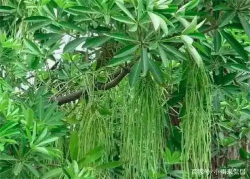 "吸血树"真的存在吗?靠吸血为生,一旦触碰便无法挣脱!