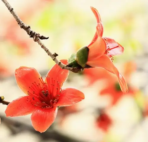 英雄礼赞——木棉花