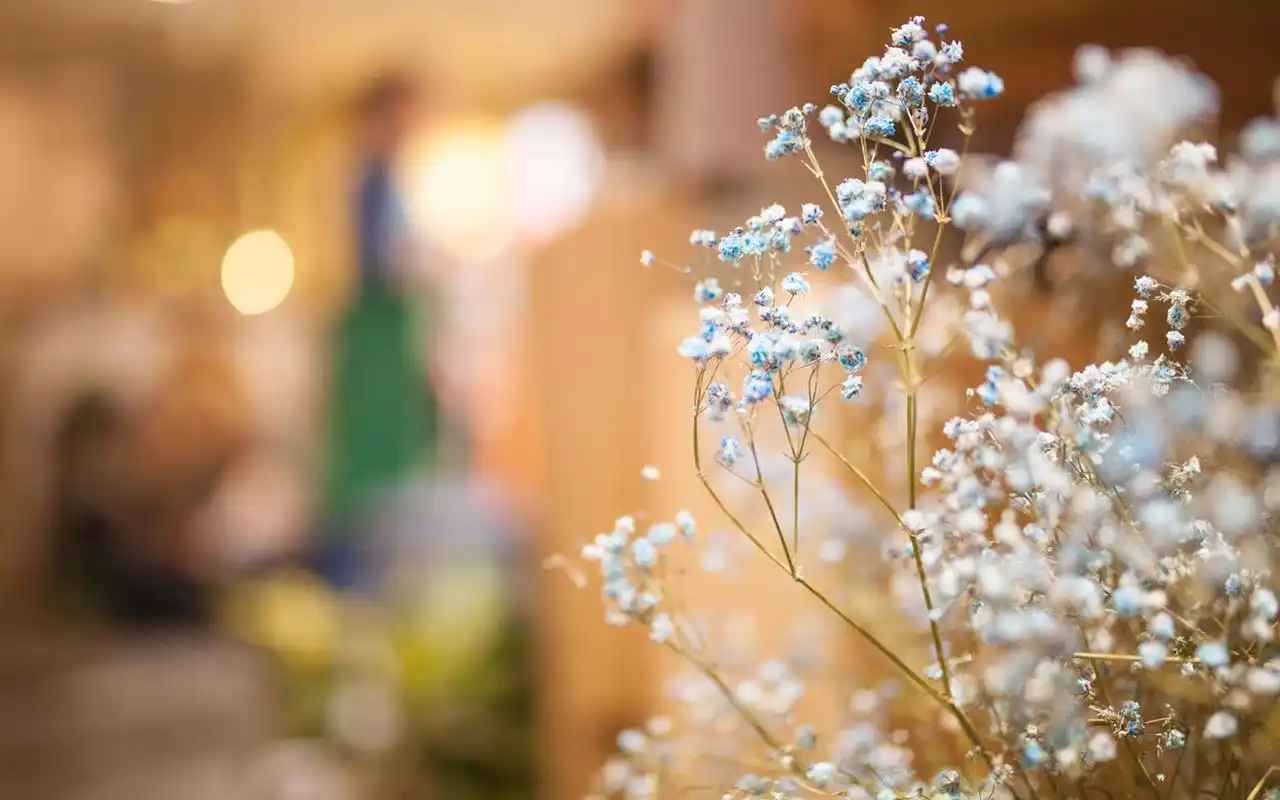 小清新文艺室内静物高清图片桌面壁纸