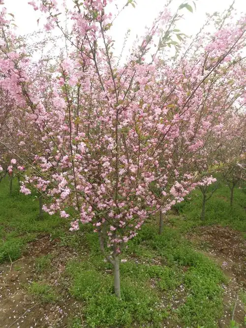 这里有较全的垂丝海棠的养护与培育技术