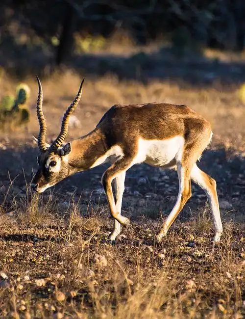 偶蹄目反刍亚目牛科羚羊亚科印度羚