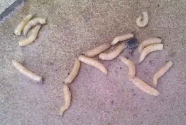 生长在墙里的白色虫子是什么来的