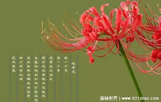 彼岸花花语是什么意思花开不见叶象征分离被称地狱之花