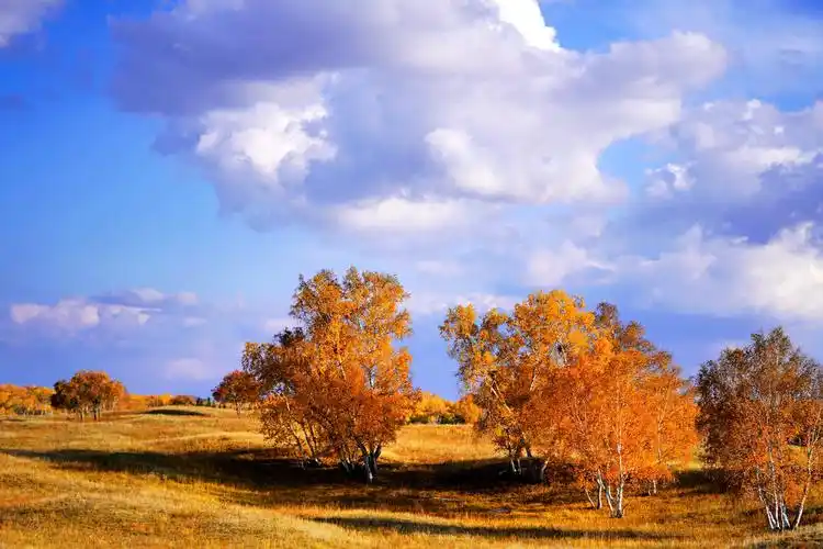 坝上草原的秋色