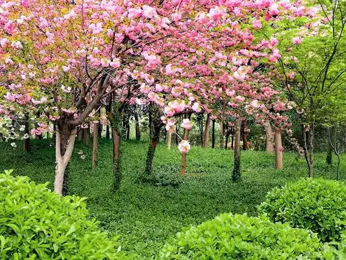 其它 春景如画 写美篇          阅读 88 投诉