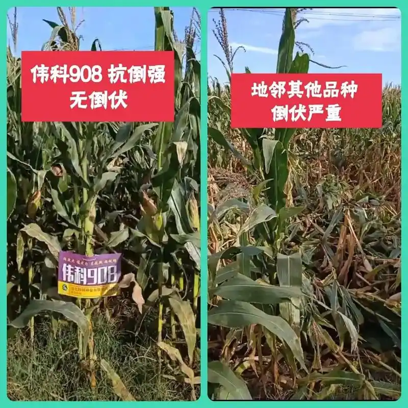伟科908和农大778 各个时期 对比图#矮杆大棒玉米种 # - 抖音