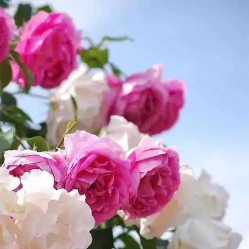 漂亮花朵头像图片