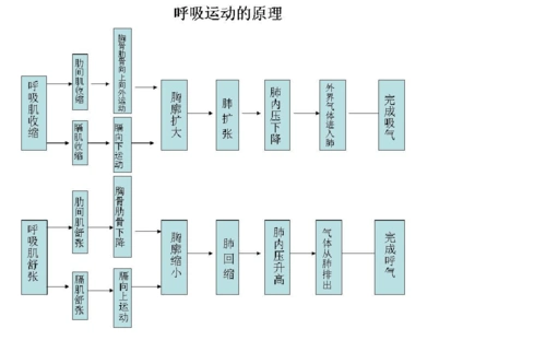 呼吸运动的原理(图)