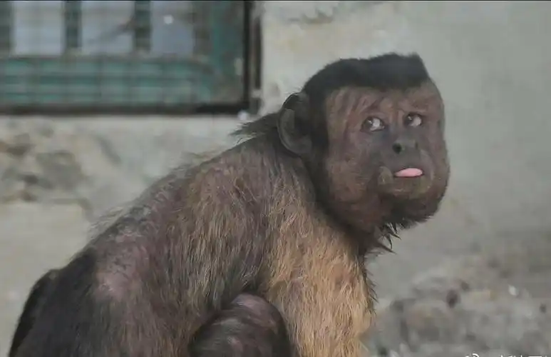 这只国字脸的网红猴也是需要保护的呢