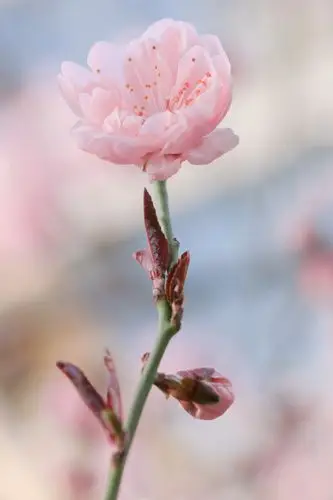 那是一朵多么骄傲的桃花啊