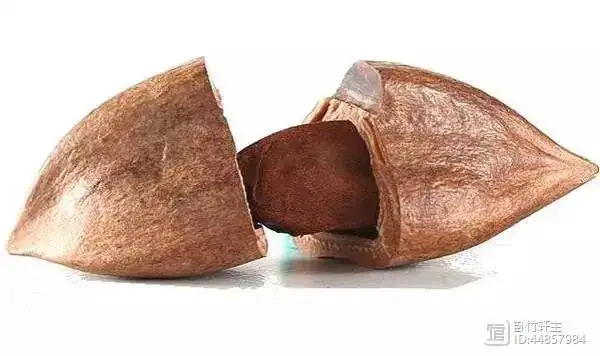 今日食普466期: 霹雳果,坚果中的贵族