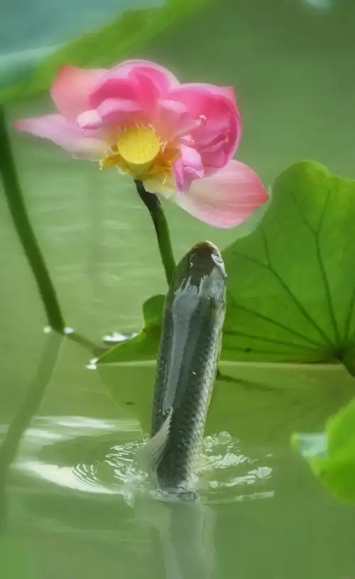 1178_1920竖版 竖屏