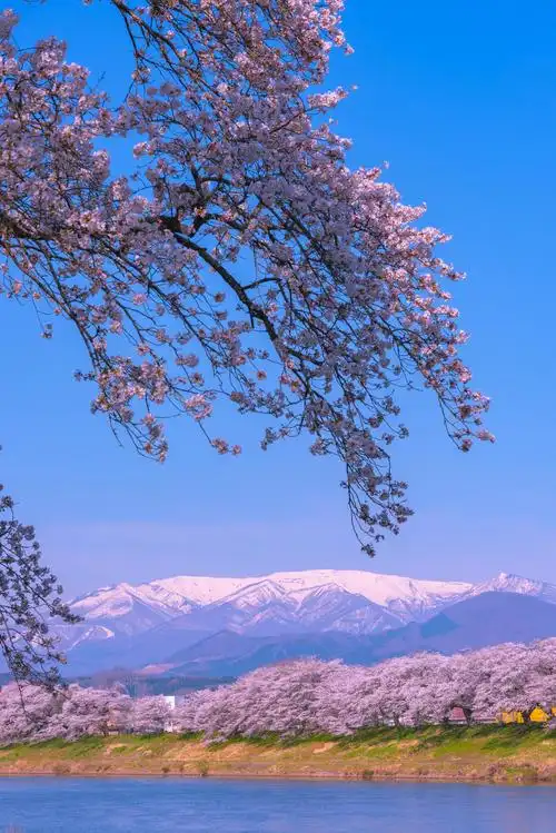 日本美丽的樱花日本旅游