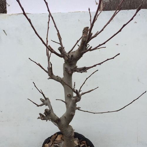 沂州海棠(冬红海棠又名长寿果海棠