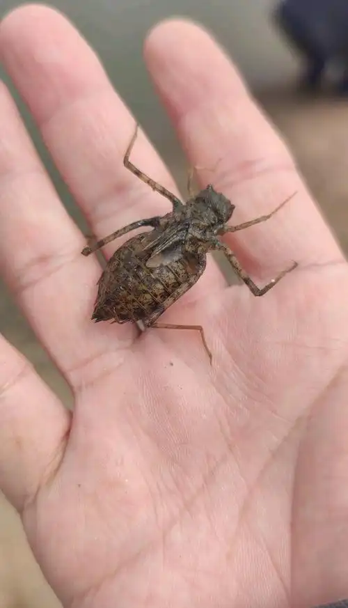 去钓鱼,打水时进来的,这是哪种蜻蜓的幼虫呢?