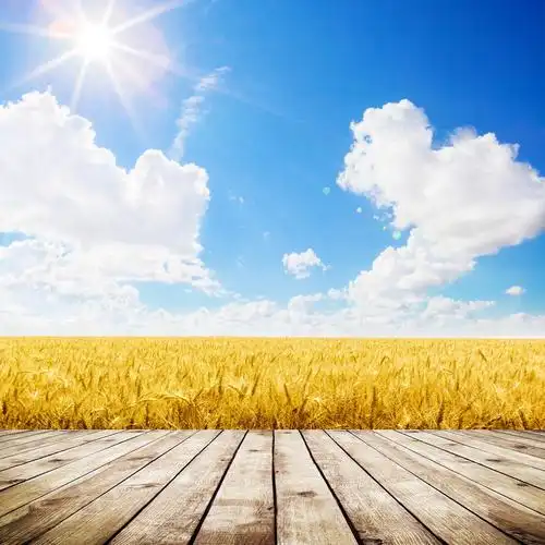 日落云天空背景下漂亮的黄色麦田