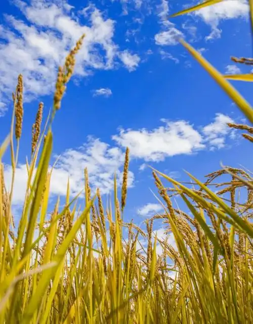 北安印象黑土地稻香情