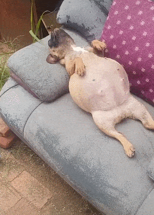 狗狗肚子撑得比气球还大到底吃了多少,这货是怎么做到的