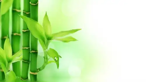 清新绿色竹林护眼高清图片桌面主题壁纸