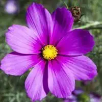 2019紫色简约花微信头像点击鼠标右键下载