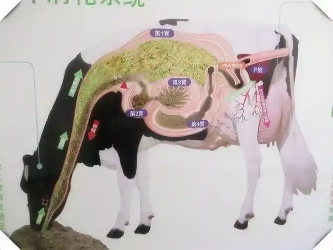 牛有四个胃(牛有四个胃哪个胃才是真正的胃) 第1张