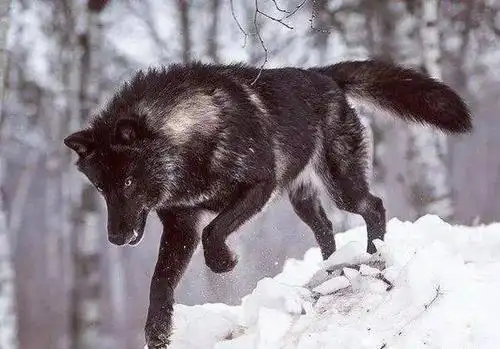 黄石公园最强狼王21统领一生却独钟情与她太传奇