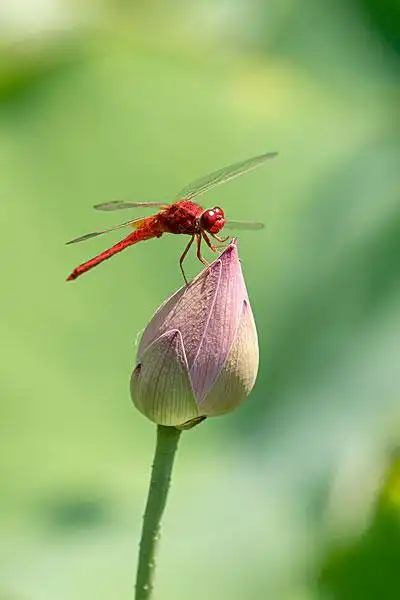 小荷蜻蜓图片_图片大全